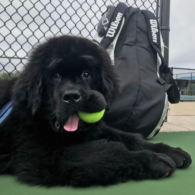 Newfoundlands Are Amazing (30 pics)