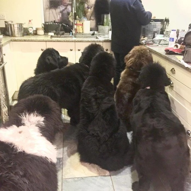 Newfoundlands Are Amazing (30 pics)