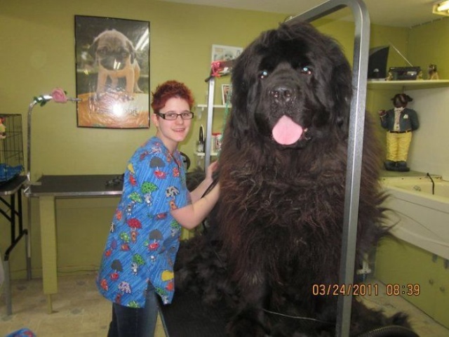 Newfoundlands Are Amazing (30 pics)