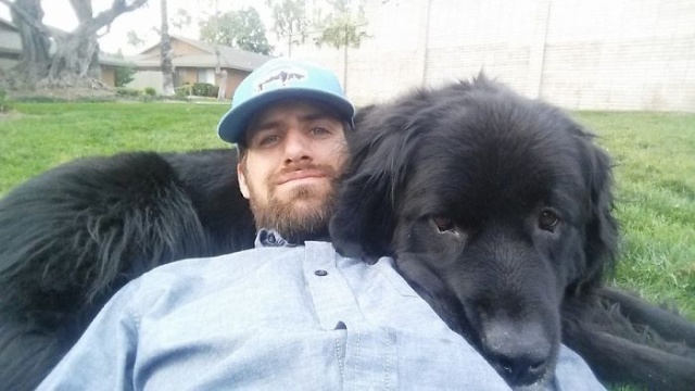 Newfoundlands Are Amazing (30 pics)