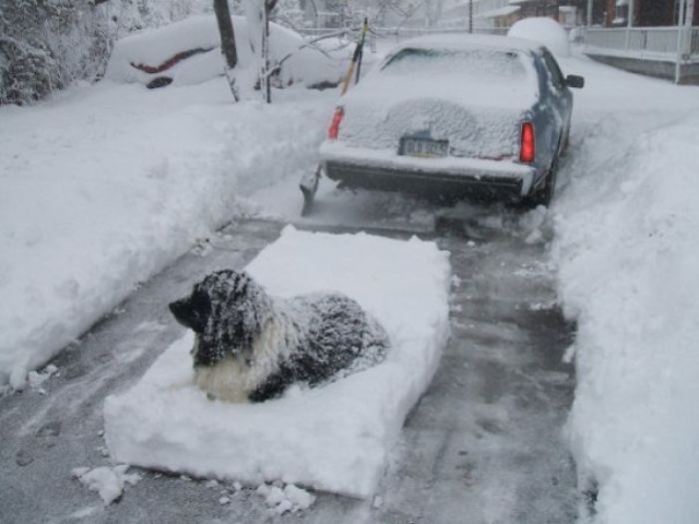 Newfoundlands Are Amazing (30 pics)