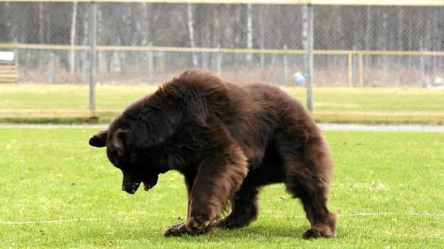 Newfoundlands Are Amazing (30 pics)