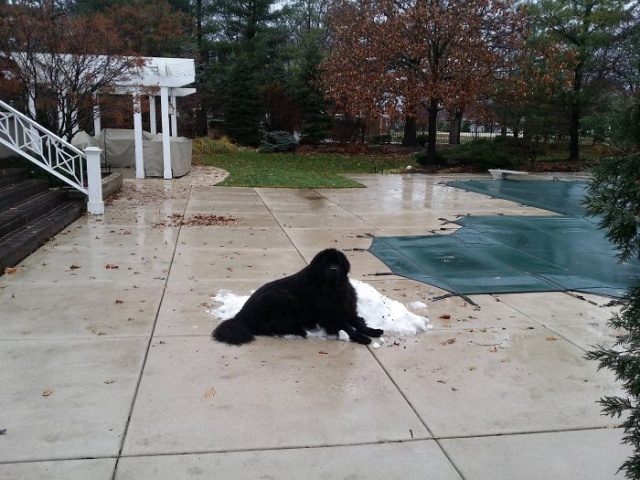 Newfoundlands Are Amazing (30 pics)