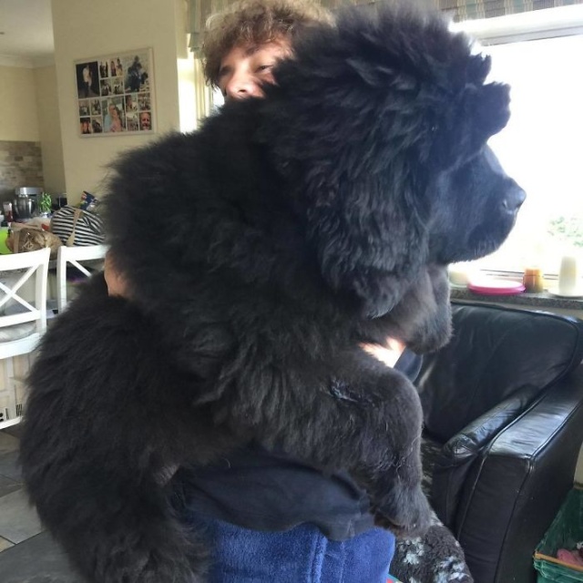 Newfoundlands Are Amazing (30 pics)