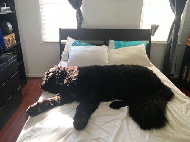 Newfoundlands Are Amazing (30 pics)