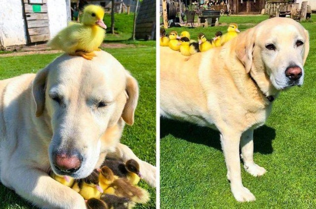 Funny Animals (53 pics)