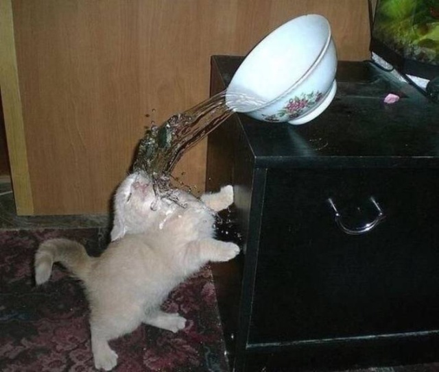 Funny Animals (53 pics)