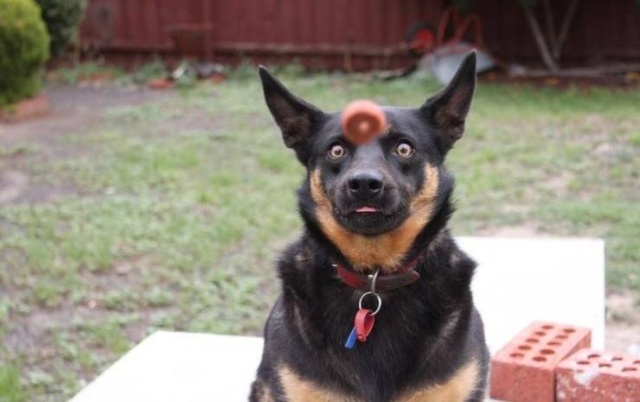 Funny Animals (53 pics)