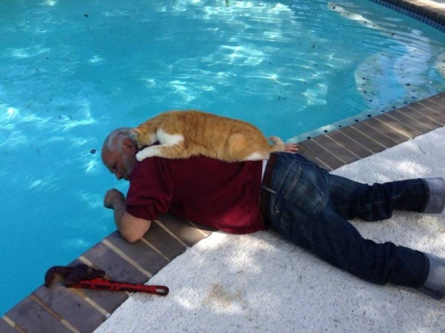 Funny Animals (53 pics)