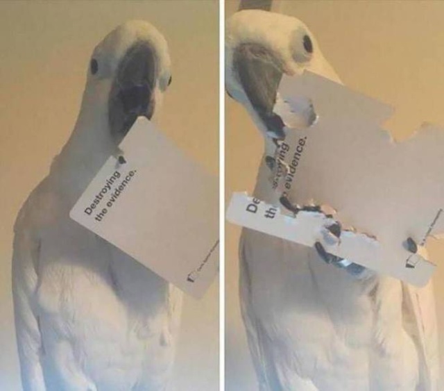 Funny Animals (53 pics)