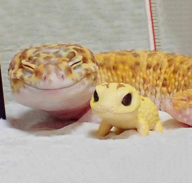 Funny Animals (53 pics)