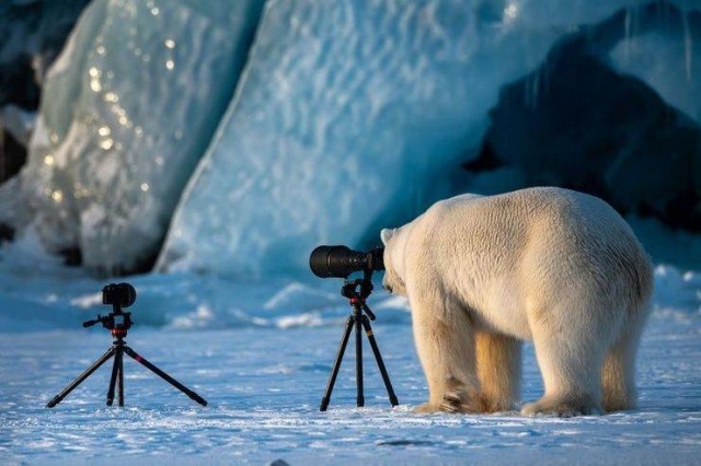 Funny Animals (53 pics)
