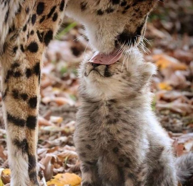 Funny Animals (53 pics)