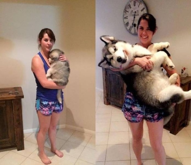 Funny Animals (53 pics)