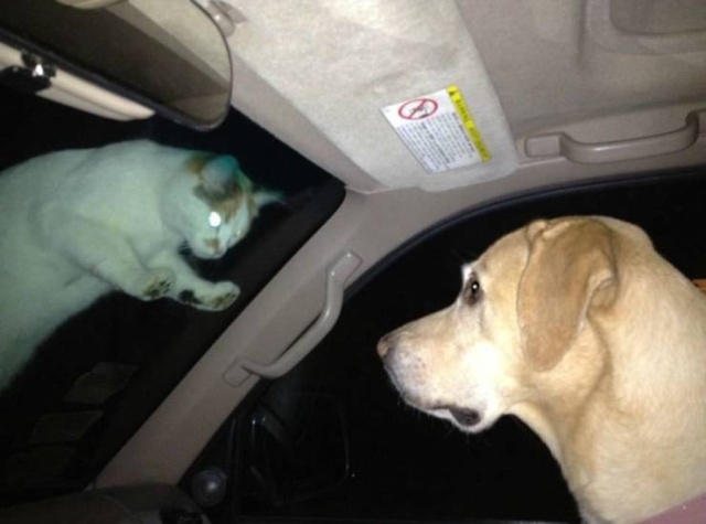 Funny Animals (53 pics)
