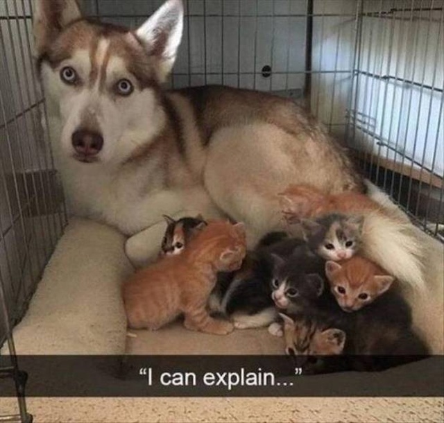 Funny Animals (53 pics)