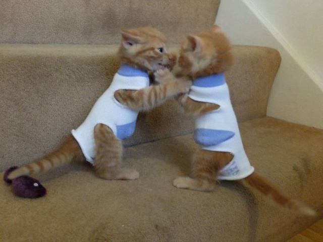 Funny Animals (53 pics)