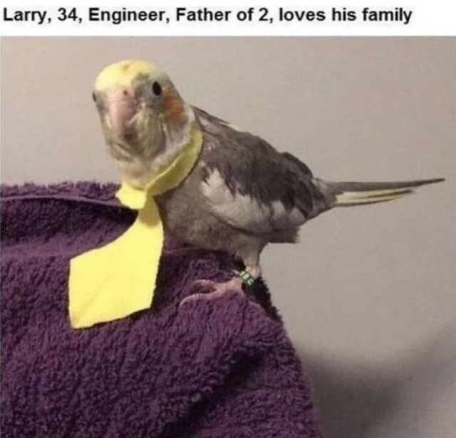 Funny Animals (53 pics)
