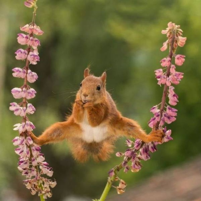Funny Animals (53 pics)