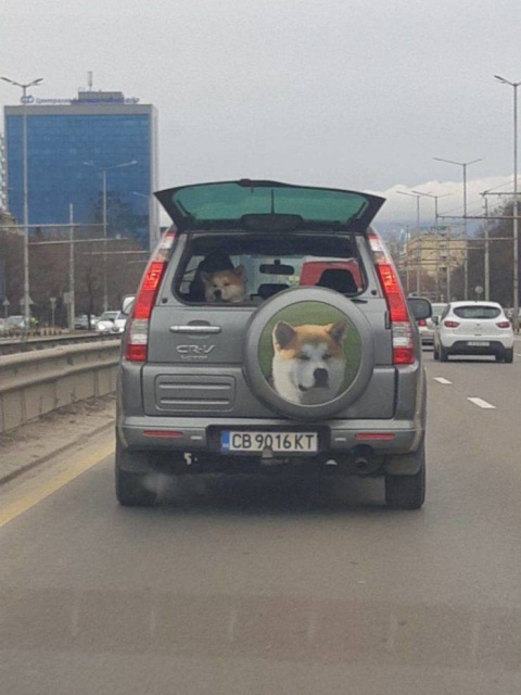 Funny Animals (53 pics)