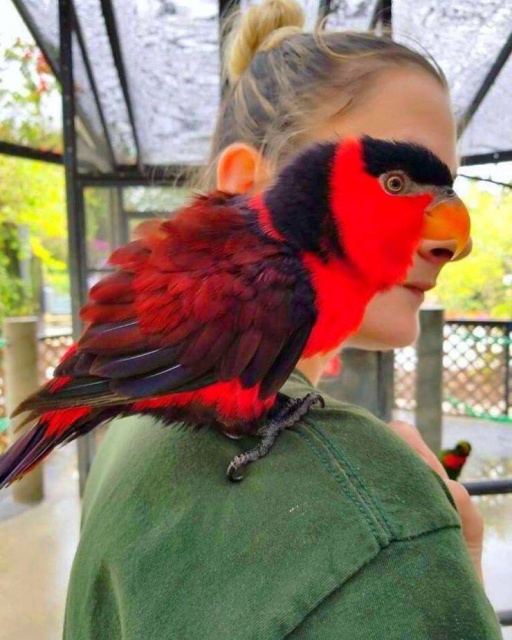 Funny Animals (53 pics)