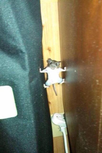 Funny Animals (53 pics)