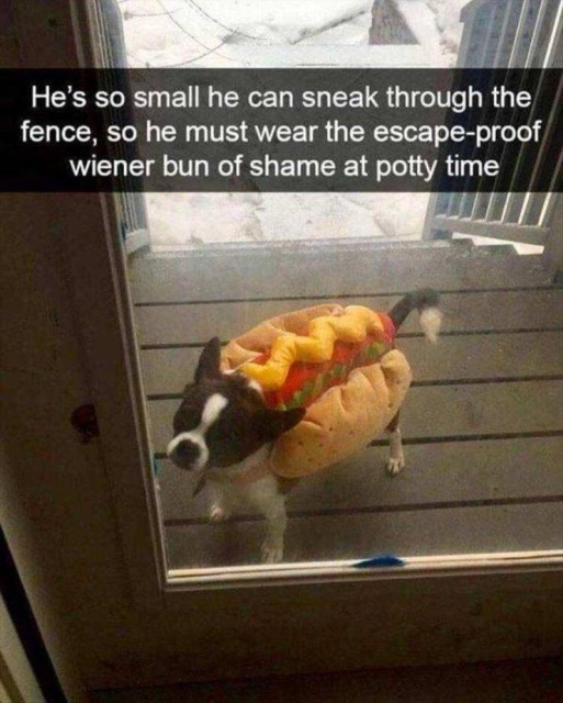 Funny Animals (53 pics)