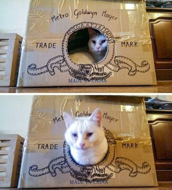 Funny Animals (53 pics)