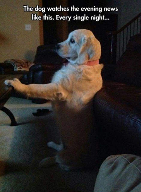 Funny Animals (53 pics)