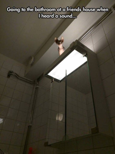Funny Animals (53 pics)
