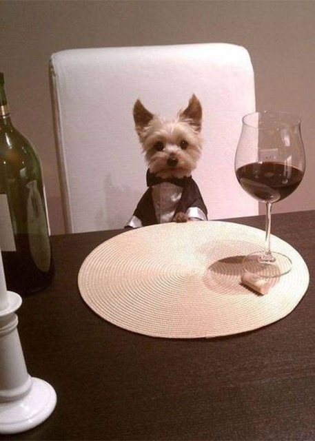 Funny Animals (53 pics)