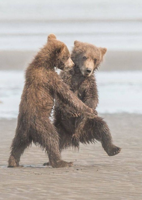 Funny Animals (53 pics)