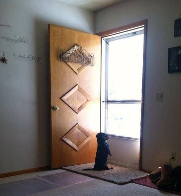 Funny Animals (53 pics)
