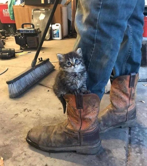 Funny Animals (53 pics)