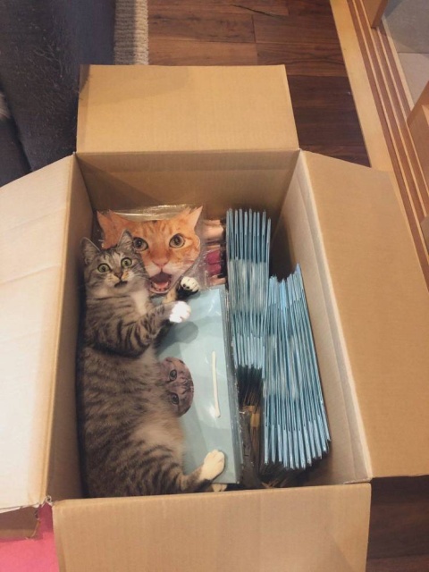 Funny Animals (53 pics)