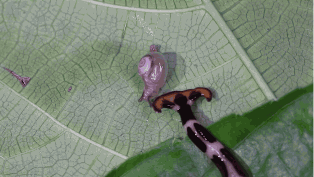 Nature Is Ruthless (24 gifs)