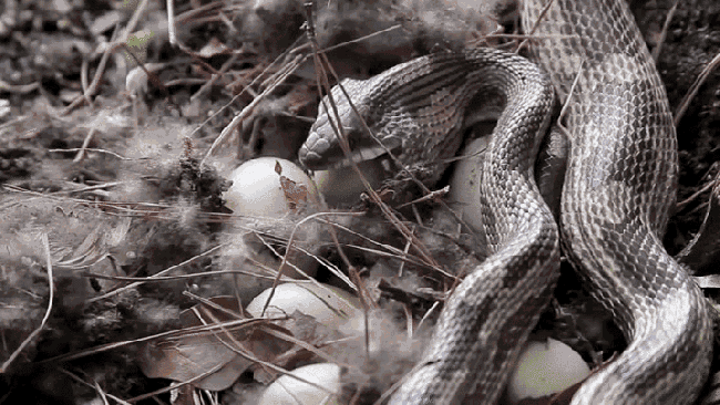 Nature Is Ruthless (24 gifs)
