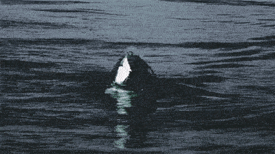 Nature Is Ruthless (24 gifs)