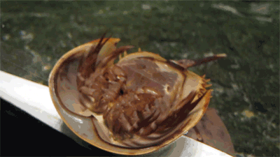 Nature Is Ruthless (24 gifs)