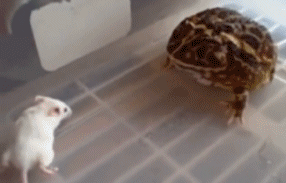Nature Is Ruthless (24 gifs)