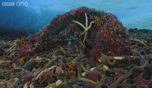 Nature Is Ruthless (24 gifs)