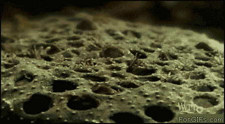 Nature Is Ruthless (24 gifs)
