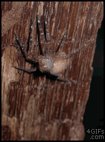 Nature Is Ruthless (24 gifs)
