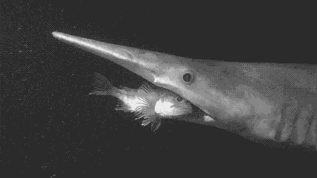 Nature Is Ruthless (24 gifs)