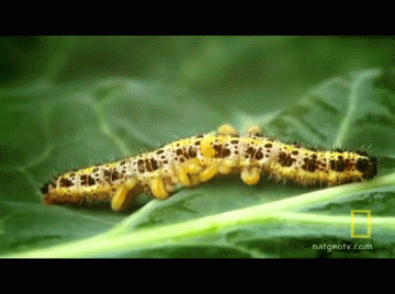 Nature Is Ruthless (24 gifs)