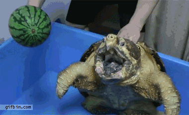 Nature Is Ruthless (24 gifs)