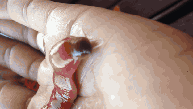 Nature Is Ruthless (24 gifs)