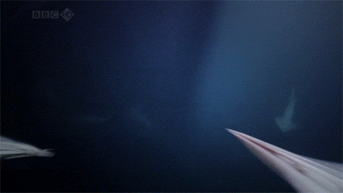 Nature Is Ruthless (24 gifs)