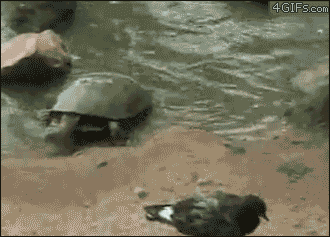 Nature Is Ruthless (24 gifs)