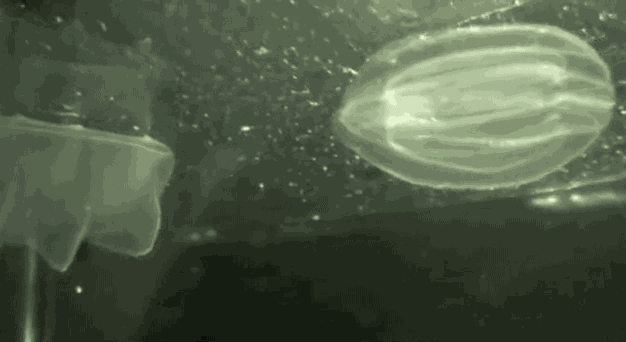 Nature Is Ruthless (24 gifs)